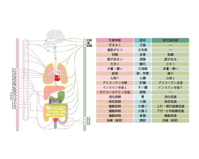 自律神経失調症の図